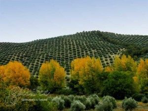 Olivares, PAC, Ayudas, Agricultura olivares
